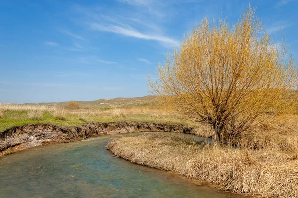 willow, Tien Shan eteklerinde büyüyen sahilde bahar creek