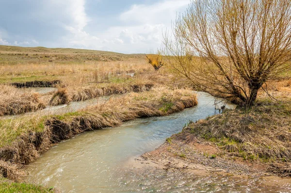 willow, Tien Shan eteklerinde büyüyen sahilde bahar creek