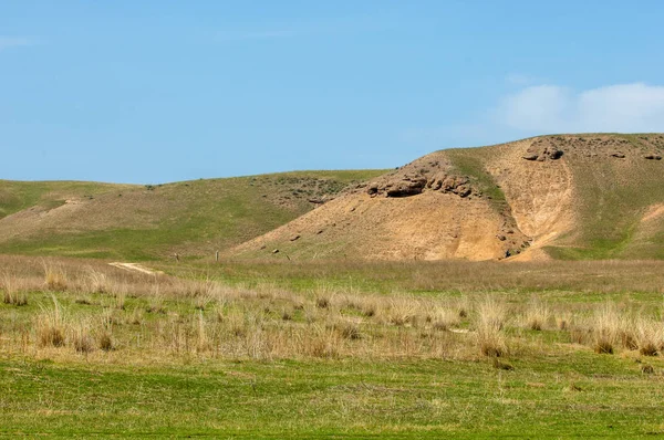 willow, Tien Shan eteklerinde büyüyen sahilde bahar creek