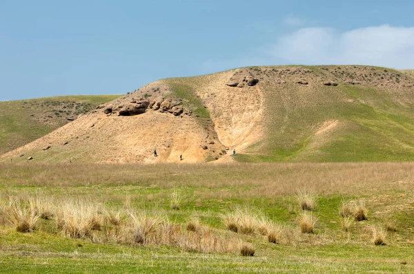 willow, Tien Shan eteklerinde büyüyen sahilde bahar creek