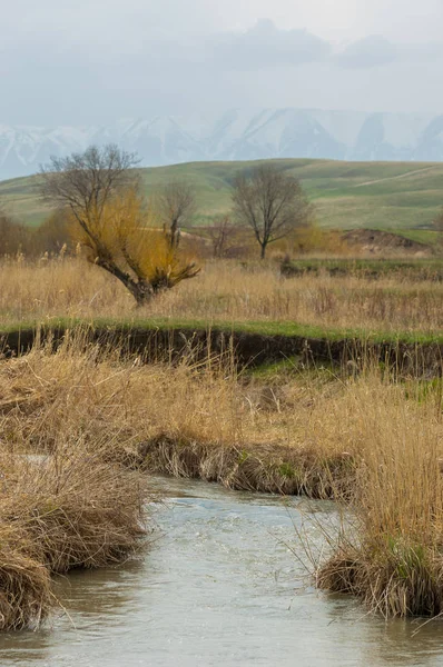 willow, Tien Shan eteklerinde büyüyen sahilde bahar creek