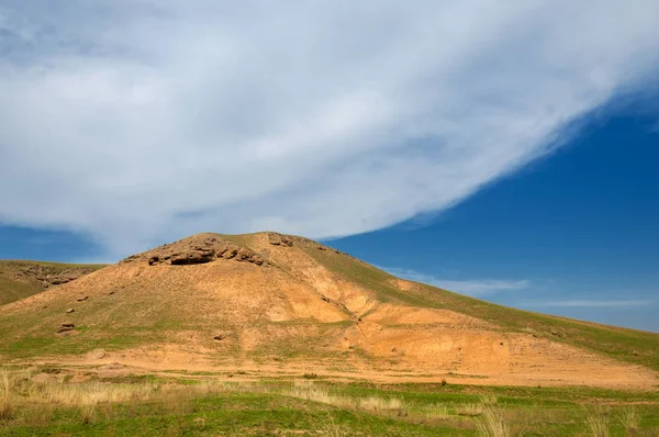 willow, Tien Shan eteklerinde büyüyen sahilde bahar creek