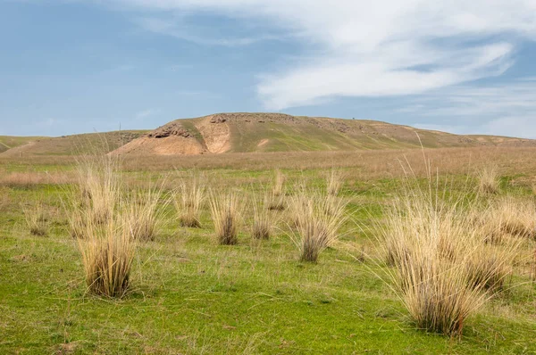 willow, Tien Shan eteklerinde büyüyen sahilde bahar creek