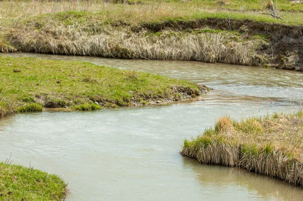 willow, Tien Shan eteklerinde büyüyen sahilde bahar creek