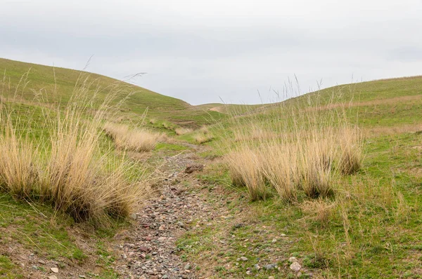 willow, Tien Shan eteklerinde büyüyen sahilde bahar creek