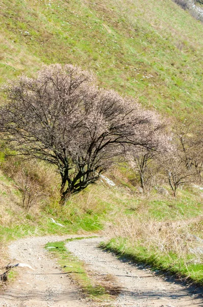 Kayısı çiçek Dağları. Tien Shan Kayısı çiçek