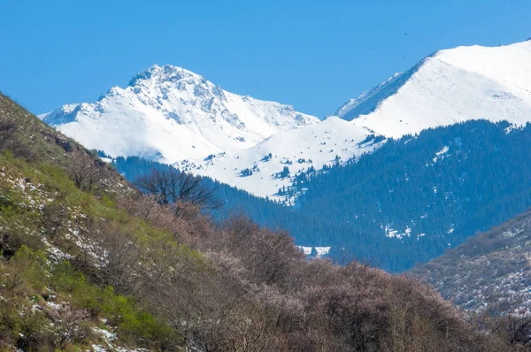 Apricot Flowers Mountains Apricot Blossomed Tien Shan — Stock Photo, Image