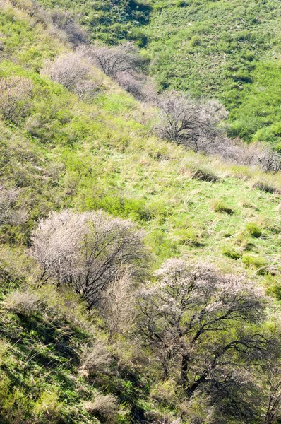 Kayısı çiçek Dağları. Tien Shan Kayısı çiçek
