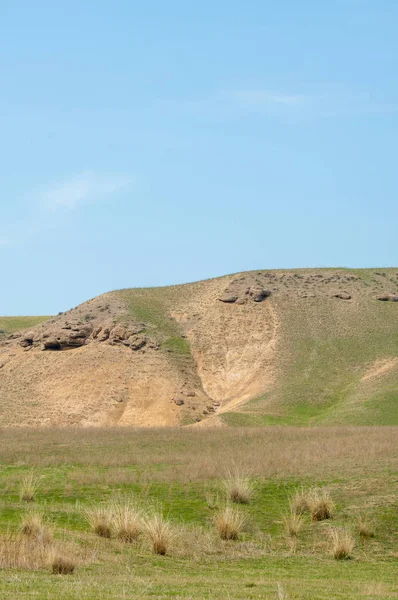 willow, Tien Shan eteklerinde büyüyen sahilde bahar creek