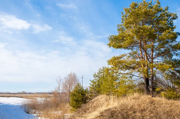 Alanını bahar. son kar. çam ağacı. Bahar, springtide, birinci sınıf