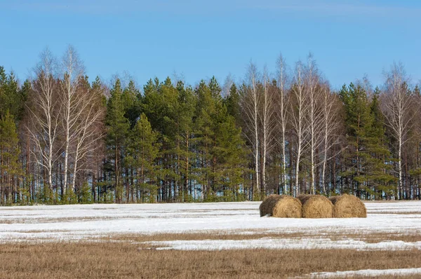 Alanını bahar. son kar. çam ağacı. Bahar, springtide, birinci sınıf