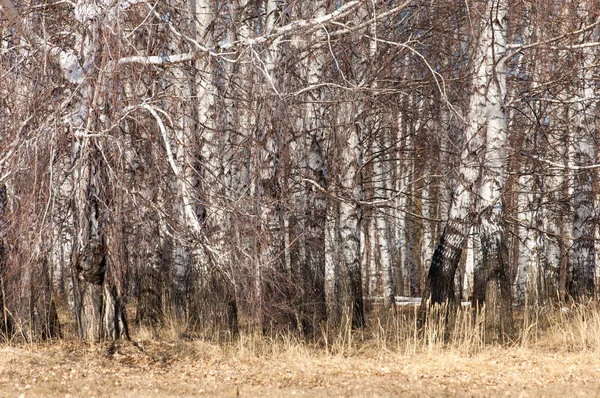 Orman erken ilkbaharda huş ağacı. Erken Bahar orman. ilk sıcak gün