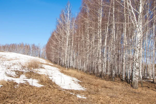 Berken Bos Het Vroege Voorjaar Vroege Voorjaar Bos Eerste Warme — Stockfoto