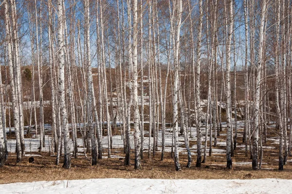 Foresta Betulla All Inizio Della Primavera Foresta Primaverile Primi Giorni — Foto Stock