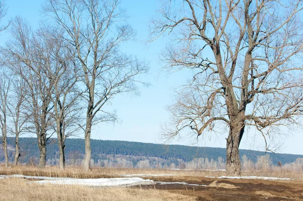 Der Letzte Schnee Frühling Die Bäume — Stockfoto