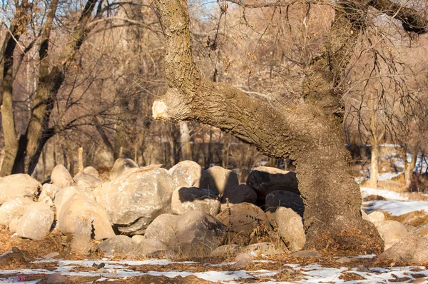  kayalar ve woods, erken Bahar yatay