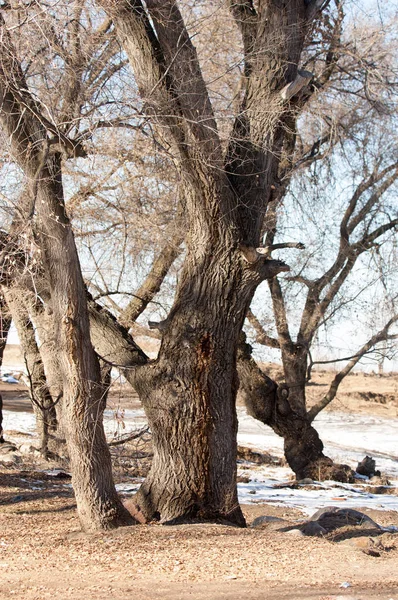 su küçük bir nehir erken ilkbahar akarsu. Bahar sahne. donmuş bir dere ile dağ manzarası