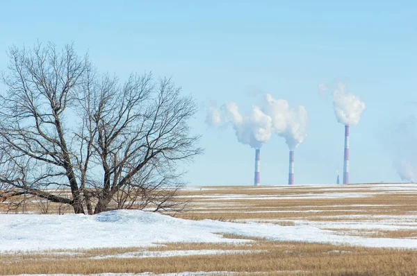 Boru Tesisi. Alan son kar ile. Yalnız Sonbahar ağaç. ağaç yalnız bahar