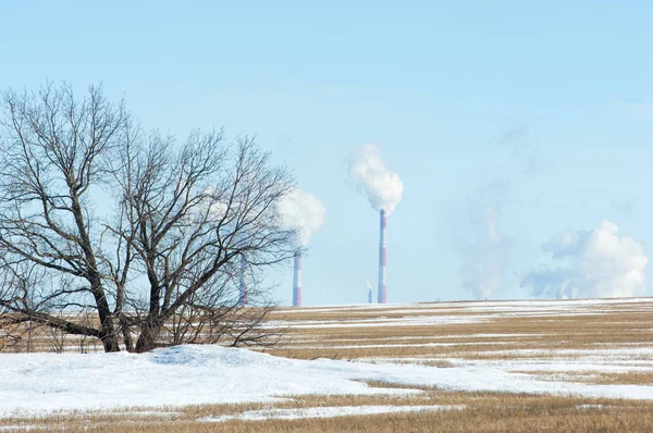Boru Tesisi. Alan son kar ile. Yalnız Sonbahar ağaç. ağaç yalnız bahar