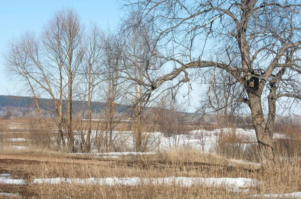 Bahar son kar. Ağaçlar