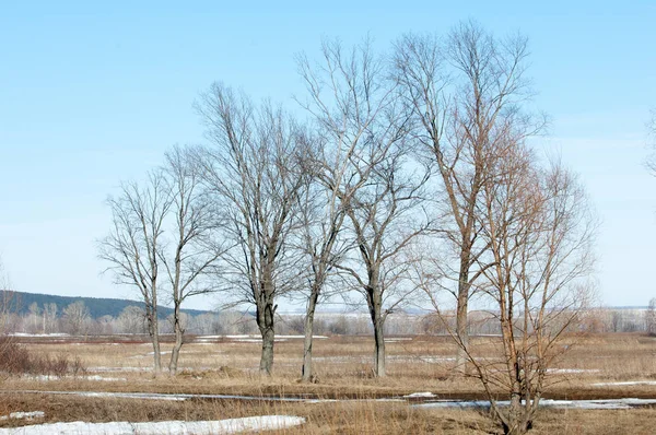 Vårens Sista Snö Träden — Stockfoto