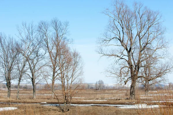 Bahar son kar. Ağaçlar