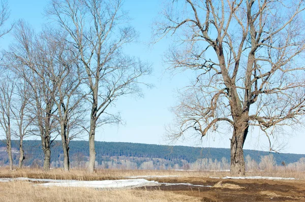 Bahar son kar. Ağaçlar