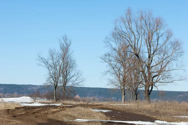 Bahar son kar. Ağaçlar