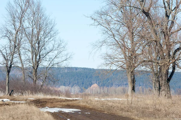Bahar son kar. Ağaçlar