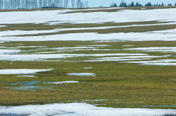 Lente Sneeuw Afgelopen Winter Bomen — Stockfoto