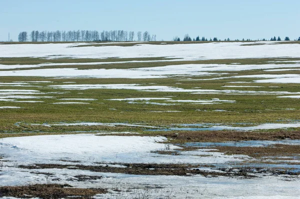 Spring Snow Last Winter Trees — Stock Photo, Image