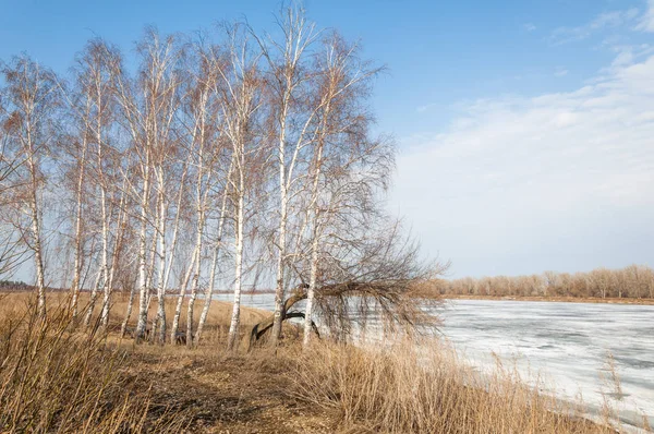 Bahar River, buz Nehri üzerinde. çıplak ağaçlar ve mavi gökyüzünde güzel bulutlar güzel bahar manzara nehir buz ile erimiş