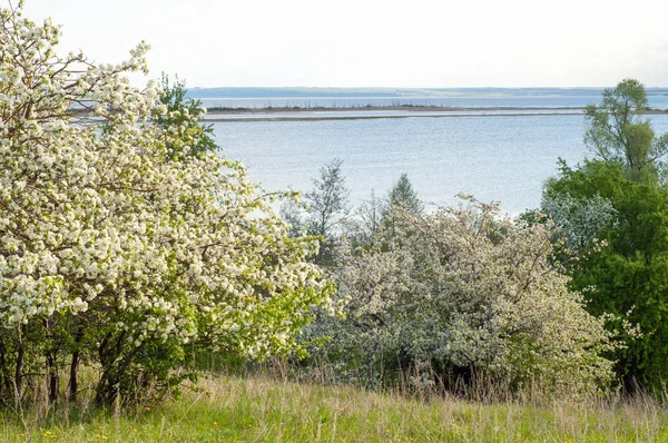 Весняне Яблуко Зацвітає Захід Сонця Захід Сонця Лузі Квітучими Деревами — стокове фото