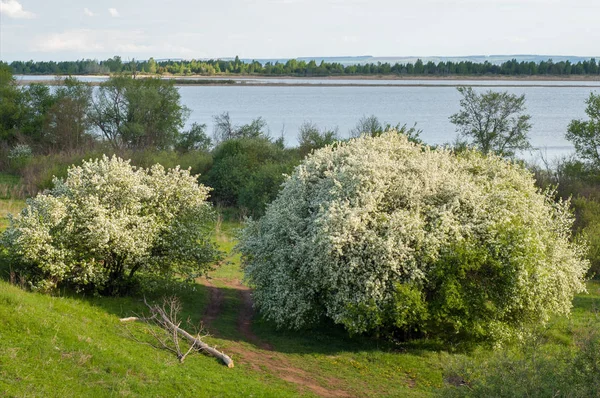 Bahar elma çiçeği Nehri günbatımı. Sunset Bulvarında bir çayır çiçek açan ağaçlar bahar manzara ile. 