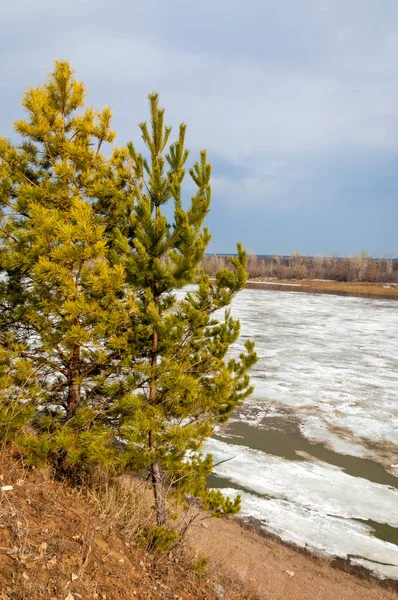 Bahar River, buz Nehri üzerinde. çıplak ağaçlar ve mavi gökyüzünde güzel bulutlar güzel bahar manzara nehir buz ile erimiş
