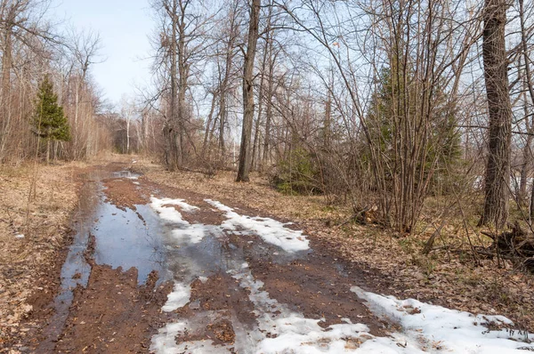 Bahar köy yolunda ormanda. 