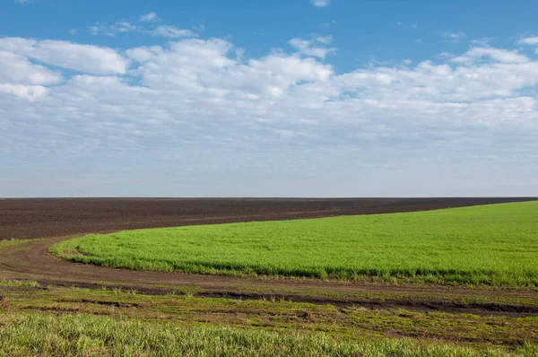 Kış fidan sahada. çim sahada. Bahar, kış yeşil dönüm buğday. Tarım arka planını yeşil fide satır içeren bir alan. Genç kış buğday alanında