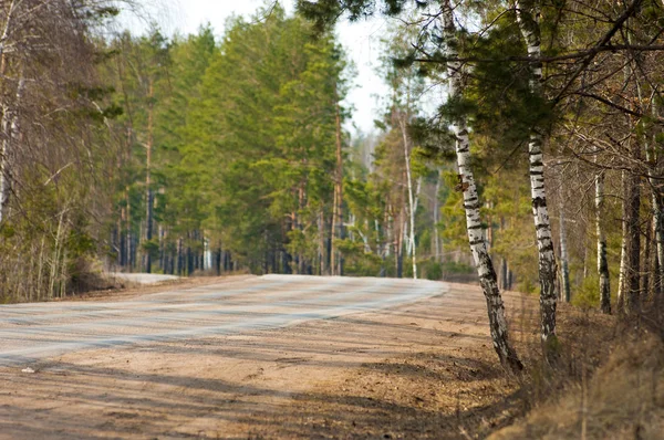 Ülkede yol çam ormanı erken baharda. İl karayolu. halka açık bir yolda veya diğer halka açık bir yolda karada