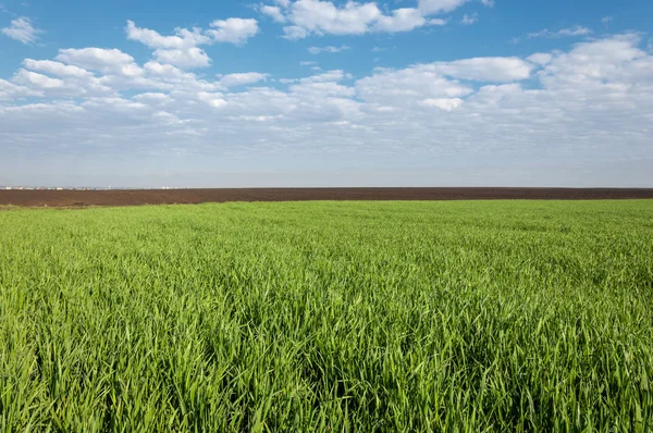 Kış fidan sahada. çim sahada. Bahar, kış yeşil dönüm buğday. Tarım arka planını yeşil fide satır içeren bir alan. Genç kış buğday alanında