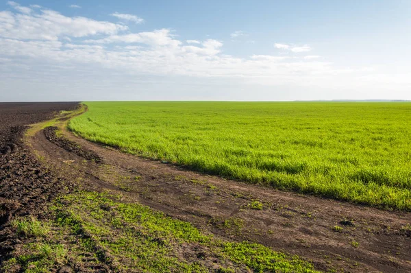 Kış fidan sahada. çim sahada. Bahar, kış yeşil dönüm buğday. Tarım arka planını yeşil fide satır içeren bir alan. Genç kış buğday alanında