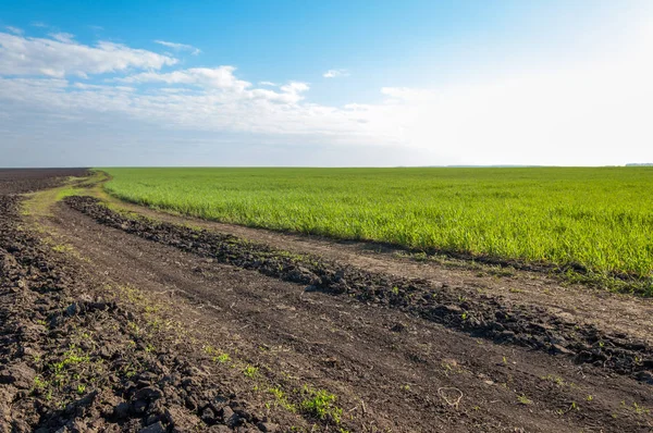 Kış fidan sahada. çim sahada. Bahar, kış yeşil dönüm buğday. Tarım arka planını yeşil fide satır içeren bir alan. Genç kış buğday alanında