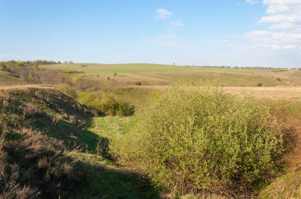 Dağ geçidi ağaç bahar. Toprak erozyonu bahar sezonu. Bahar güneşli bir dağ geçidi boyunca ağaçlar
