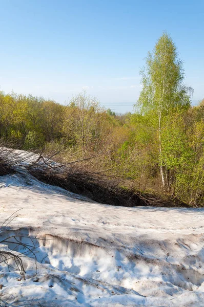 Son kar, yeşil ağaçlar. Bir orman hillside bahar yeşil kar son parça. Yeşil bahar kayın ormanı tepe üzerinde son karda. Nisan hava.