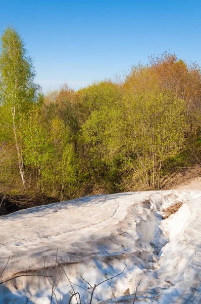 Ultima Neve Alberi Verdi Una Collina Boschiva Nel Verde Primaverile — Foto Stock