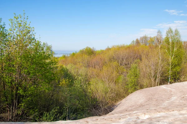 Son kar, yeşil ağaçlar. Bir orman hillside bahar yeşil kar son parça. Yeşil bahar kayın ormanı tepe üzerinde son karda. Nisan hava.