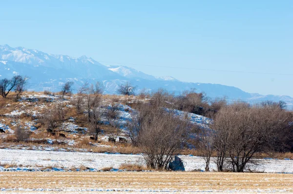 Early Spring Landscape Rocks Woods — Stock Photo, Image