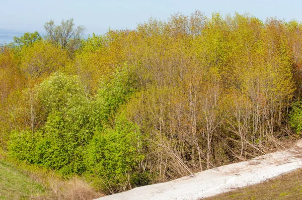 Son kar, yeşil ağaçlar. Bir orman hillside bahar yeşil kar son parça. Yeşil bahar kayın ormanı tepe üzerinde son karda. Nisan hava.