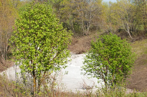 Son kar, yeşil ağaçlar. Bir orman hillside bahar yeşil kar son parça. Yeşil bahar kayın ormanı tepe üzerinde son karda. Nisan hava.