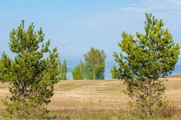 Bahar, büyük bir nehir, renkli ağaçlar. Nehir kenarında yumuşak sabah şafak ışığı içinde filizlenen büyük ağaç. Sakin nehir düşük dağlara akan