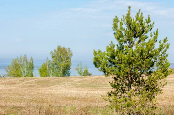 Bahar, büyük bir nehir, renkli ağaçlar. Nehir kenarında yumuşak sabah şafak ışığı içinde filizlenen büyük ağaç. Sakin nehir düşük dağlara akan